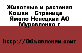 Животные и растения Кошки - Страница 2 . Ямало-Ненецкий АО,Муравленко г.